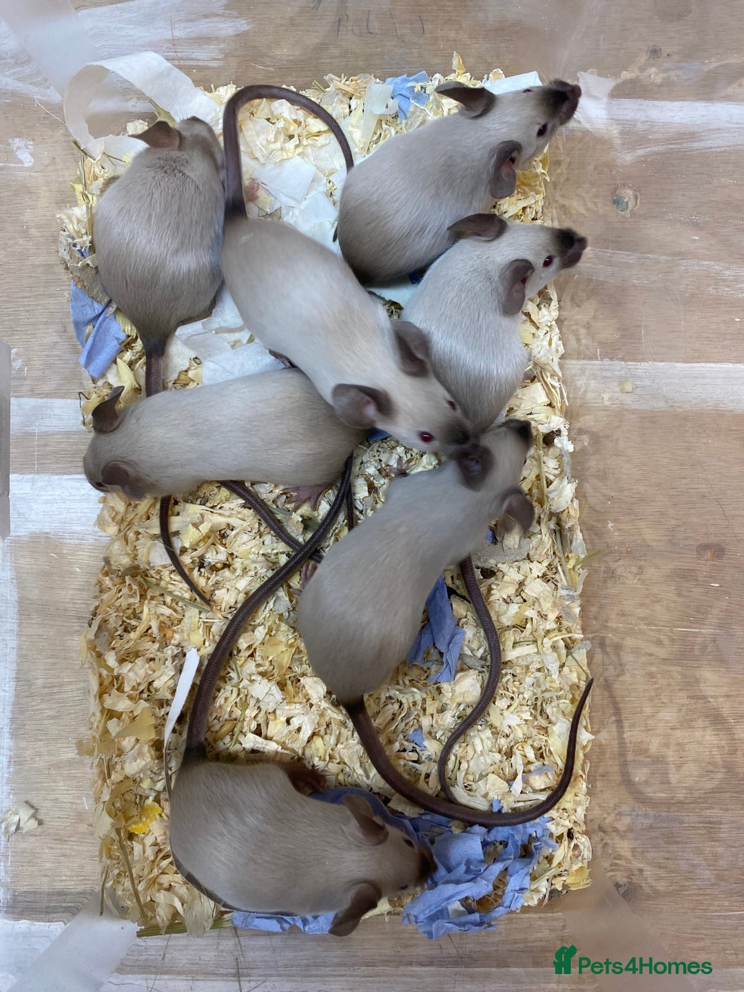 Mouse rodents for sale: Male and Female Fancy Mice - Advert 2