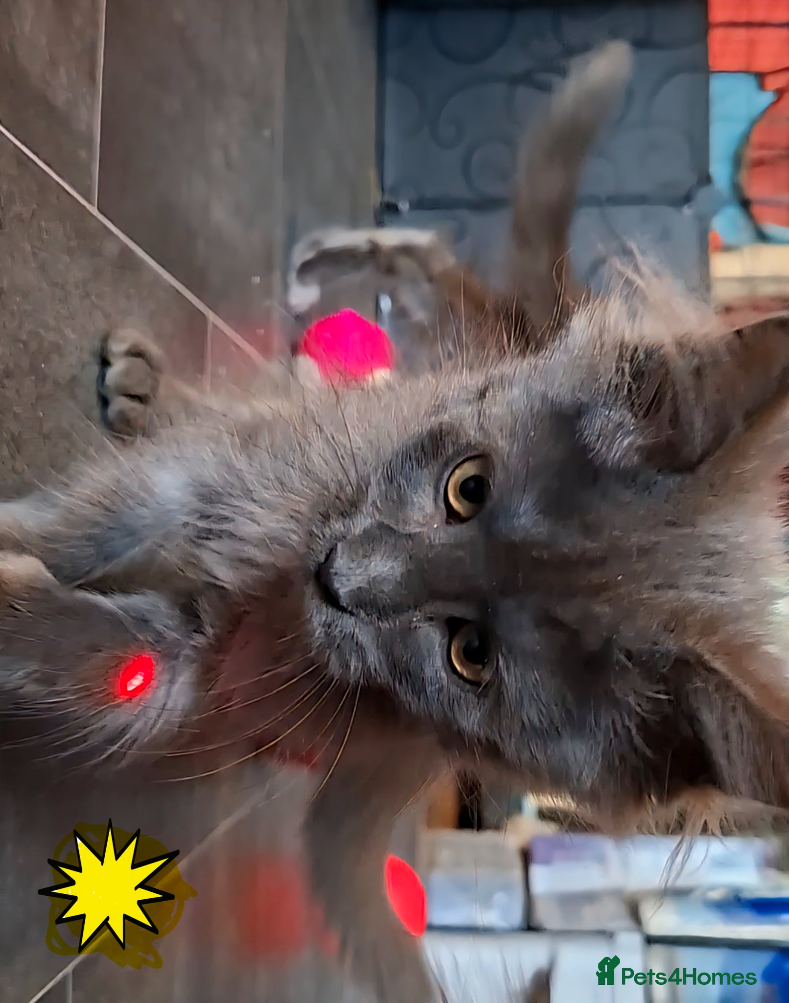 Maine Coon cats Pedigree Maine Coon kittens in Manchester - Advert 2