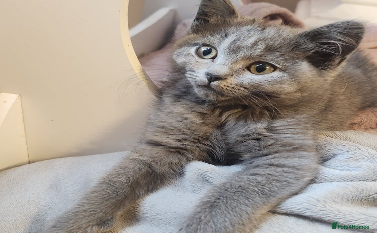 British Shorthair cats - Advert 12