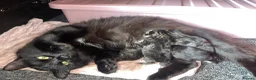 Maine Coon cats for sale:  Absolutely beautiful Maine coon X kittens in Barry - Advert 1