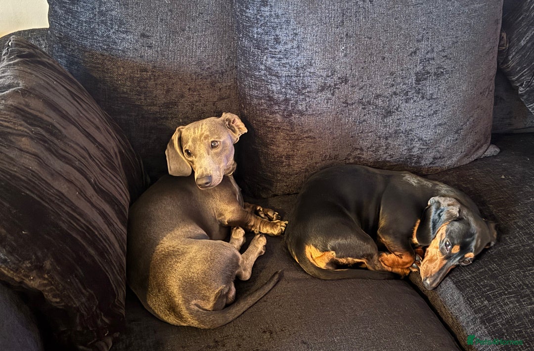 Miniature Dachshund dogs for stud: Blue Miniature Dachshund for stud - Image 6