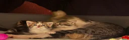 Mixed Breed cats for sale: Bonded pair of Tabby Kittens, Sulley and Boo. - Advert 4