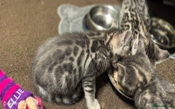 Bengal cats for sale: Sweet Bengal Kittens For Sale  - Image 9