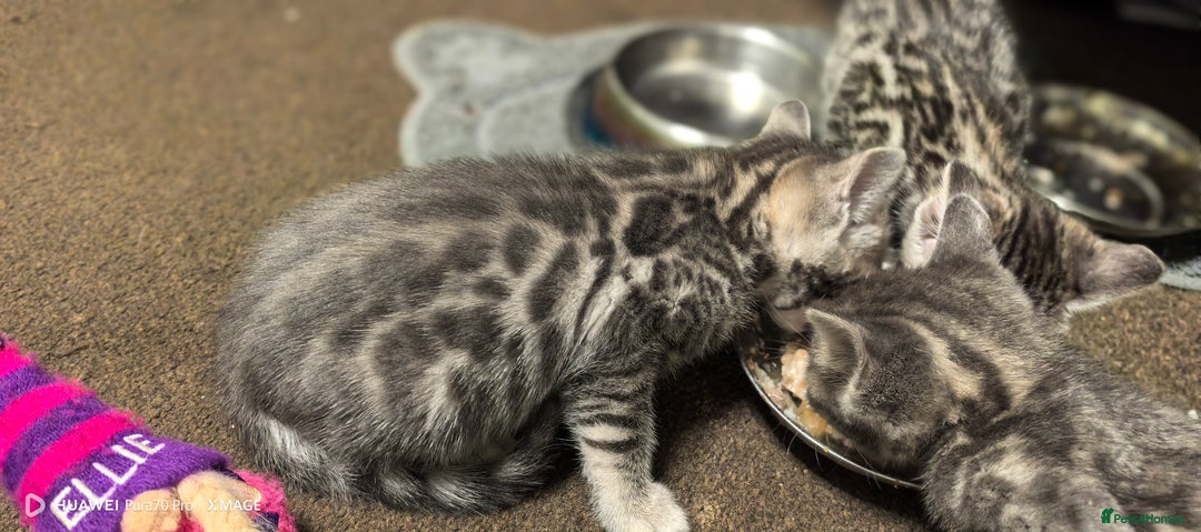 Bengal cats for sale: Sweet Bengal Kittens For Sale  - Image 9