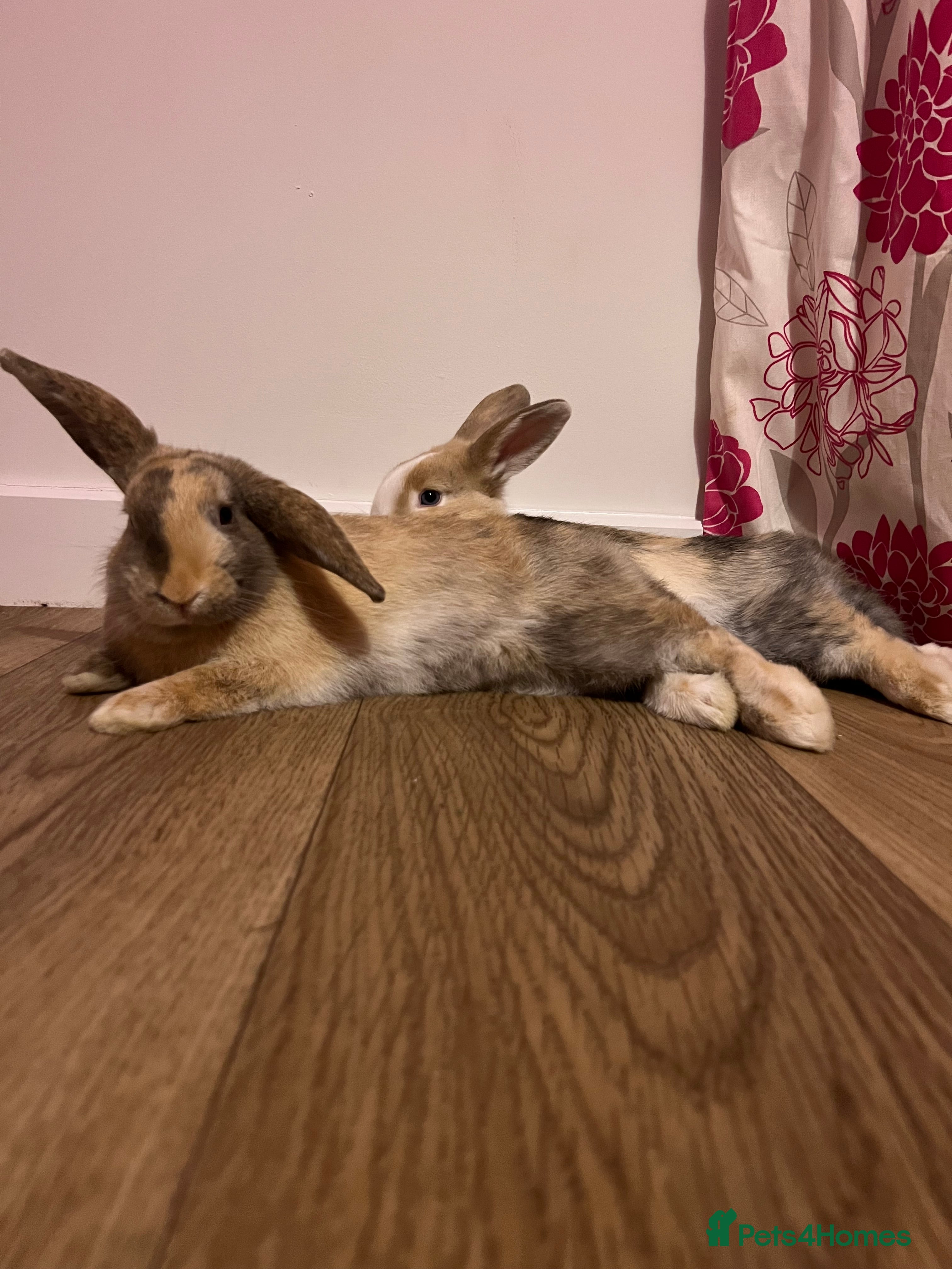 Mixed Breed rabbits Sister rabbits looking for a new home - Advert 1