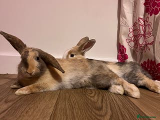Mixed Breed rabbits Sister rabbits looking for a new home - Advert 14