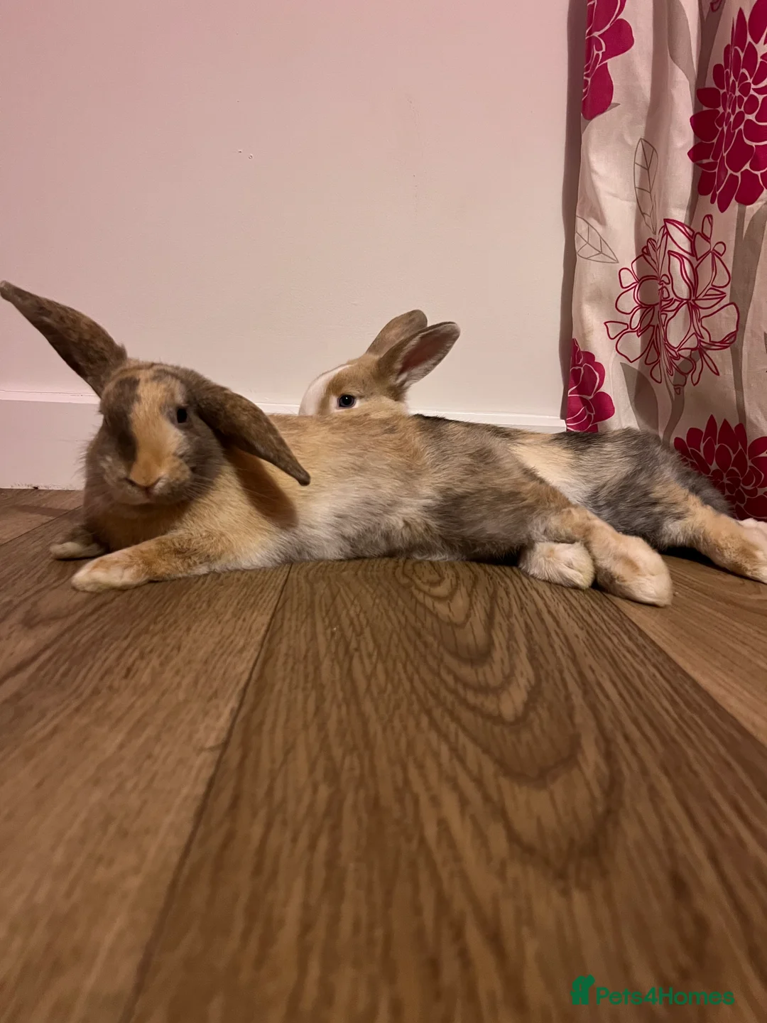 Mixed Breed rabbits for sale: Sister rabbits looking for a new home - Advert 1