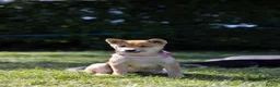 Japanese Shiba Inu dogs for sale: Confidence Comes With Time outstanding shiba 🇯🇵 - Advert 13