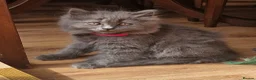 British Longhair cats for sale: Gorgeous British Blue longhair kittens - Advert 2