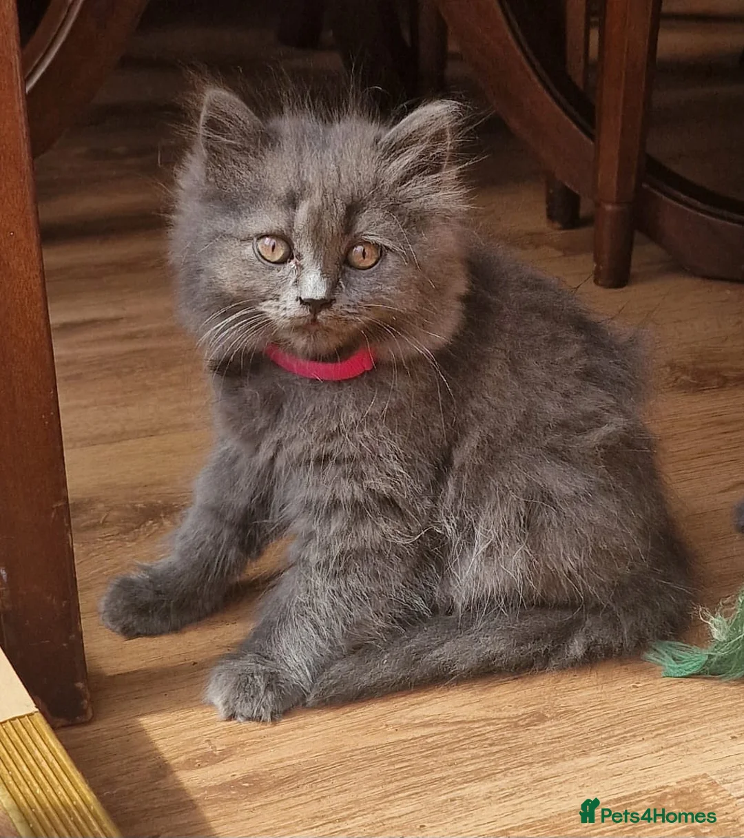 British Longhair cats for sale: Gorgeous British Blue longhair kittens - Advert 2