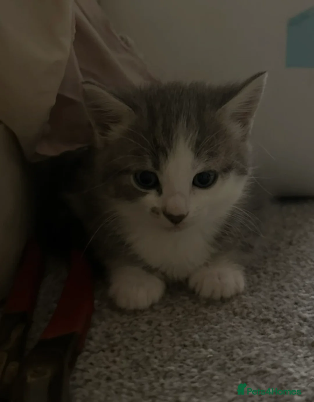 Mixed Breed cats for sale: 8 week old beautiful kittens - Advert 21