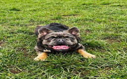 French Bulldog dogs for sale: Fluffy french bulldog - Image 6