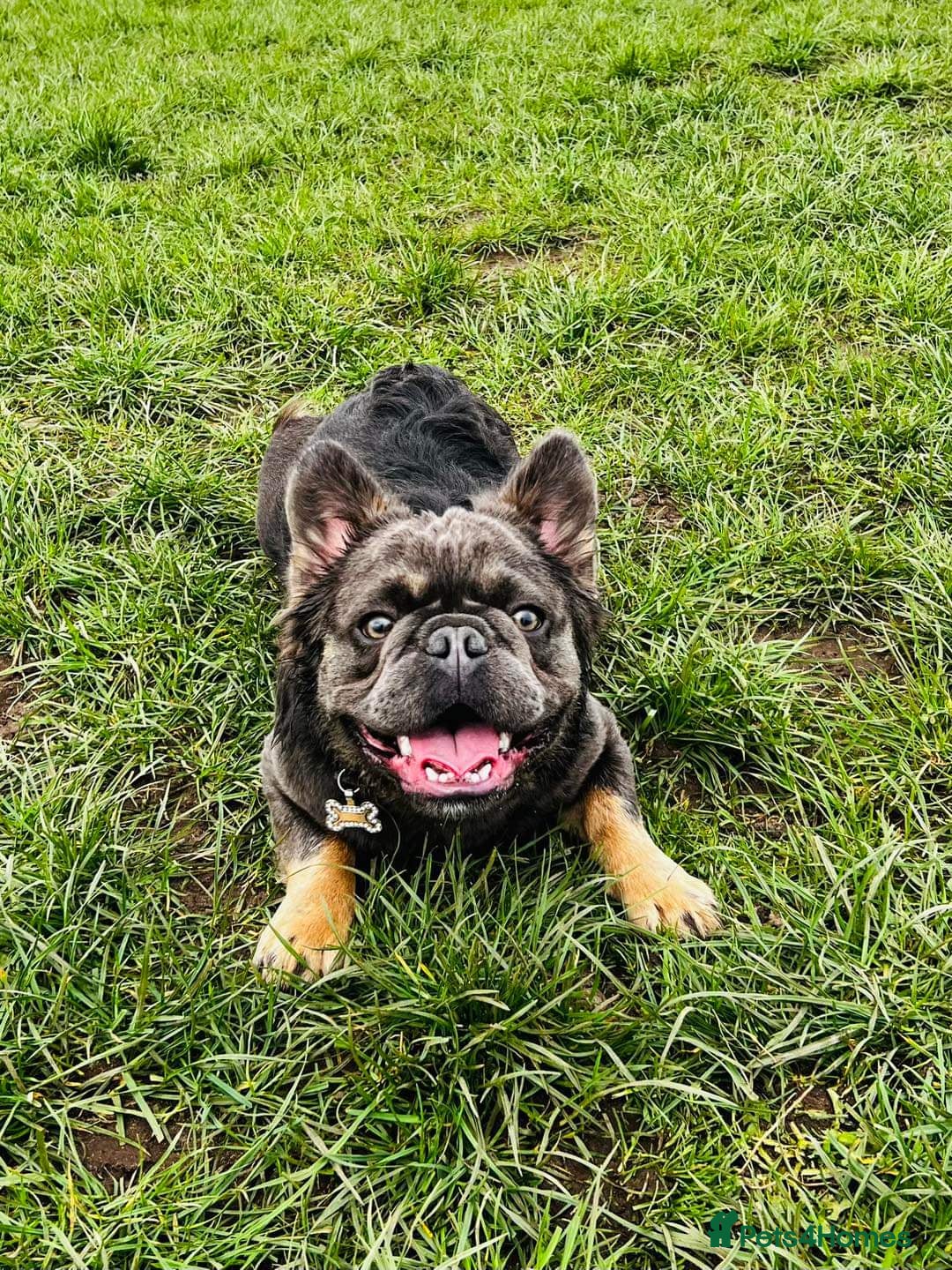 French Bulldog dogs for sale: Fluffy french bulldog - Image 6