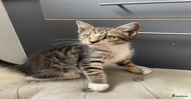 Maine Coon cats - Advert 5