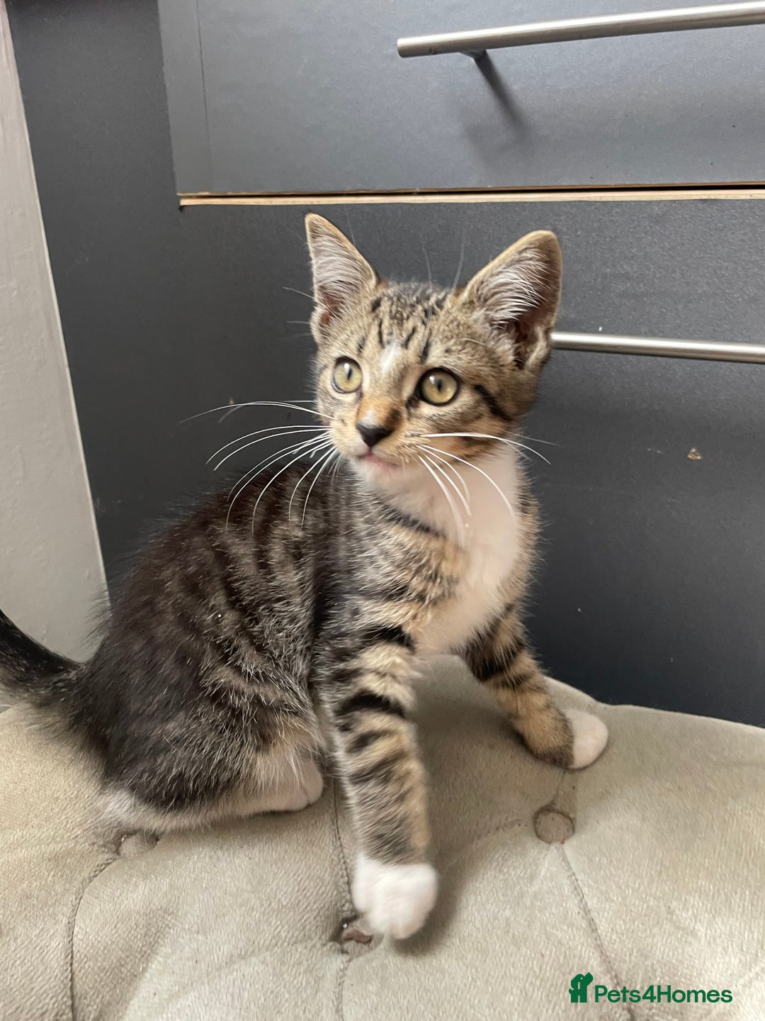Maine Coon cats for sale: Maine coon cross kitten - Image 2