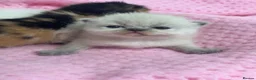 Exotic cats for sale: 3 beautiful quality exotic kittens - Advert 27