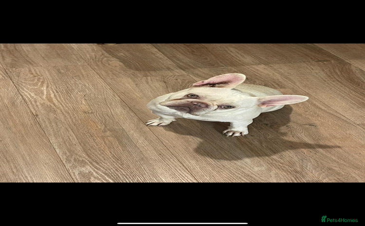 French Bulldog dogs - Advert 3