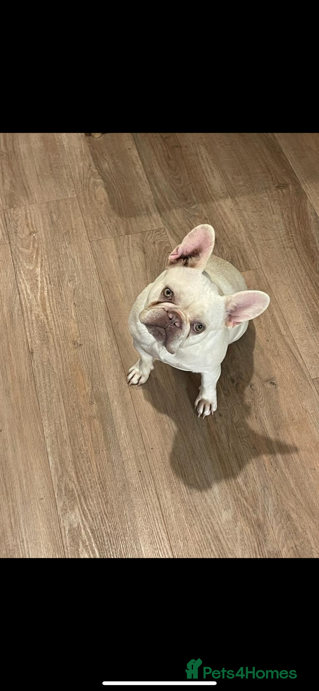 French Bulldog dogs for sale: Loving Frenchie Looking for a Forever Home - Image 1