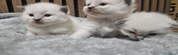 Ragdoll cats for sale: 🐾✨ Stunning Blue Point Ragdoll Kittens ✨🐾 - Advert 7