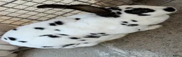 English Spot rabbits for sale: English spotted Rabbit  - Advert 3