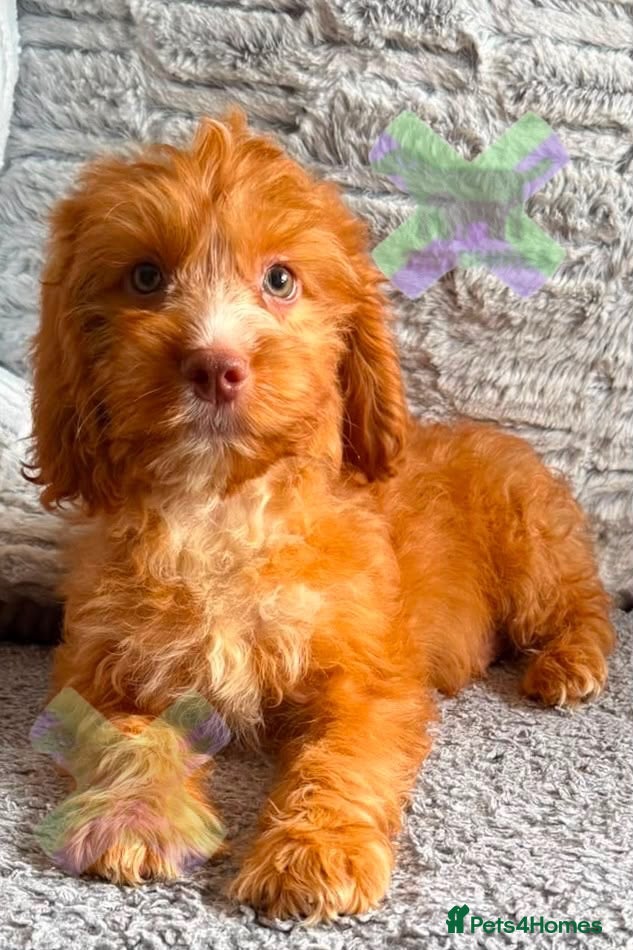 Cockapoo dogs F1 Apricots and fox reds mini cockapoos 30 dna clr - Advert 1