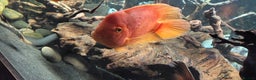 Cichlids fish for sale: Large cichlids and catfish  - Advert 4