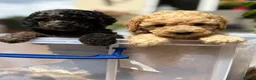 Cockapoo dogs for sale: Stunning F1B Cockapoos READY NOW!🐶  - Advert 11