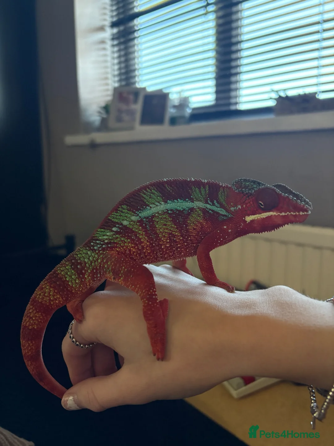 Chameleon reptiles for sale: male panther chameleon  in Rotherham - Advert 2