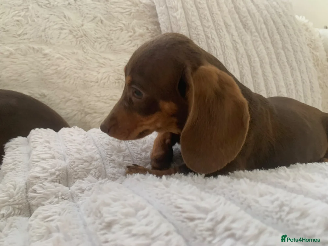 Miniature Dachshund dogs for sale: Dachshund puppies  - Advert 2