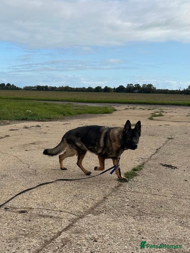 German Shepherd dogs Retired Bitch Looking For Loving Home - Advert 12