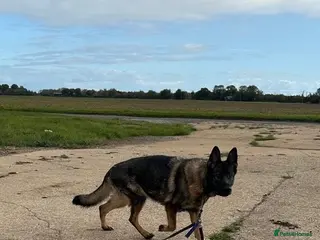 German Shepherd dogs Retired Bitch Looking For Loving Home - Advert 12