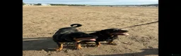 Rottweiler dogs for sale: Rottweiler puppies - Advert 3