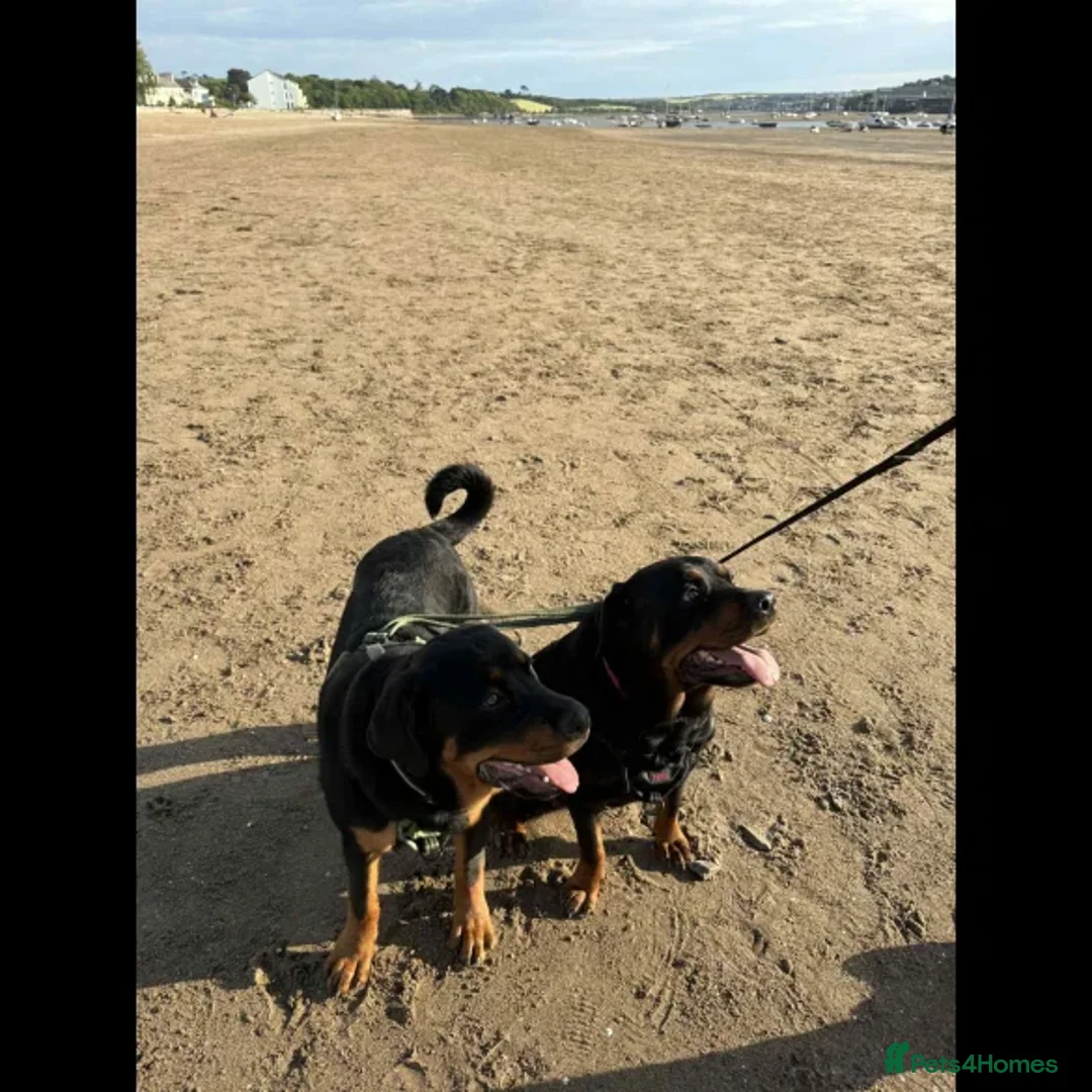 Rottweiler dogs for sale: Rottweiler puppies - Advert 3
