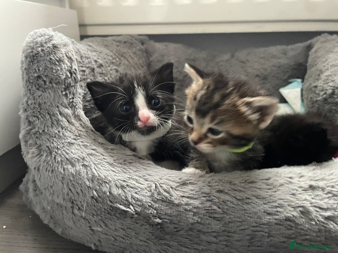 Mixed Breed cats for sale: 4 Beautiful Kitten - Advert 11