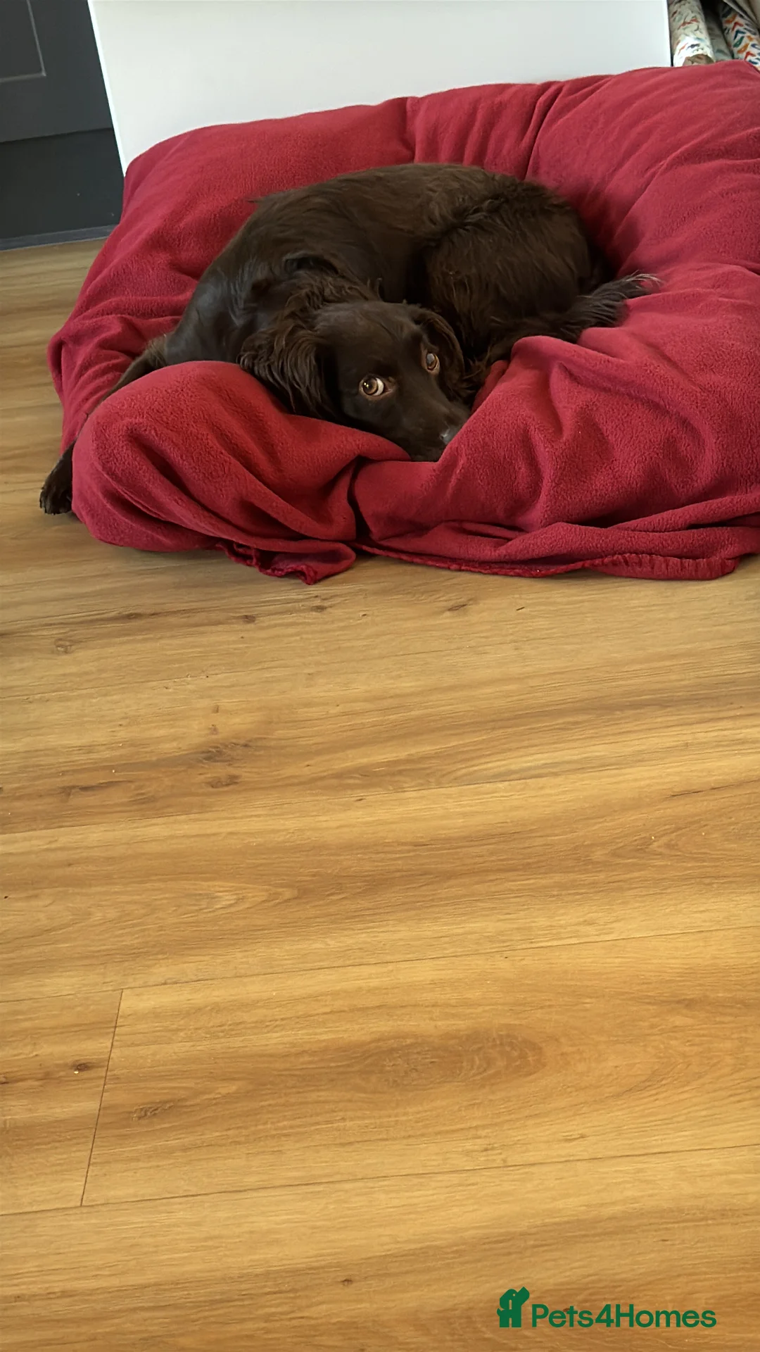 Cocker Spaniel dogs for sale: Woody - cocker spaniel boy  - Advert 5