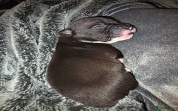 Staffordshire Bull Terrier dogs for sale: STAFFORDSHIRE BULL TERRIOR PUPPIES - Image 11