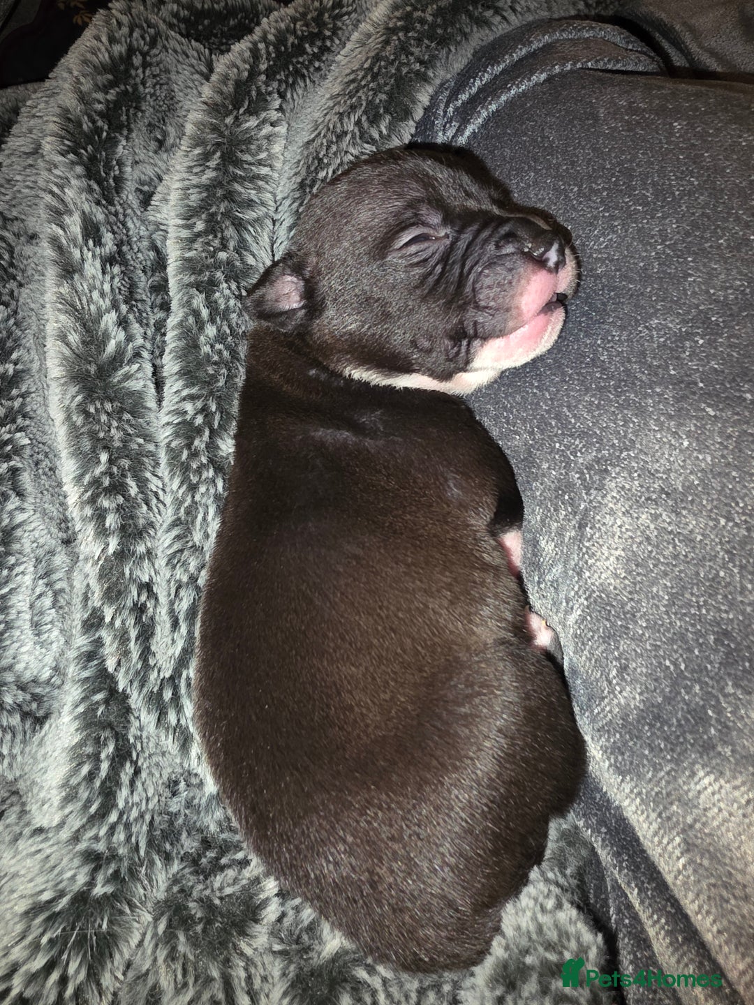 Staffordshire Bull Terrier dogs for sale: STAFFORDSHIRE BULL TERRIOR PUPPIES - Image 11