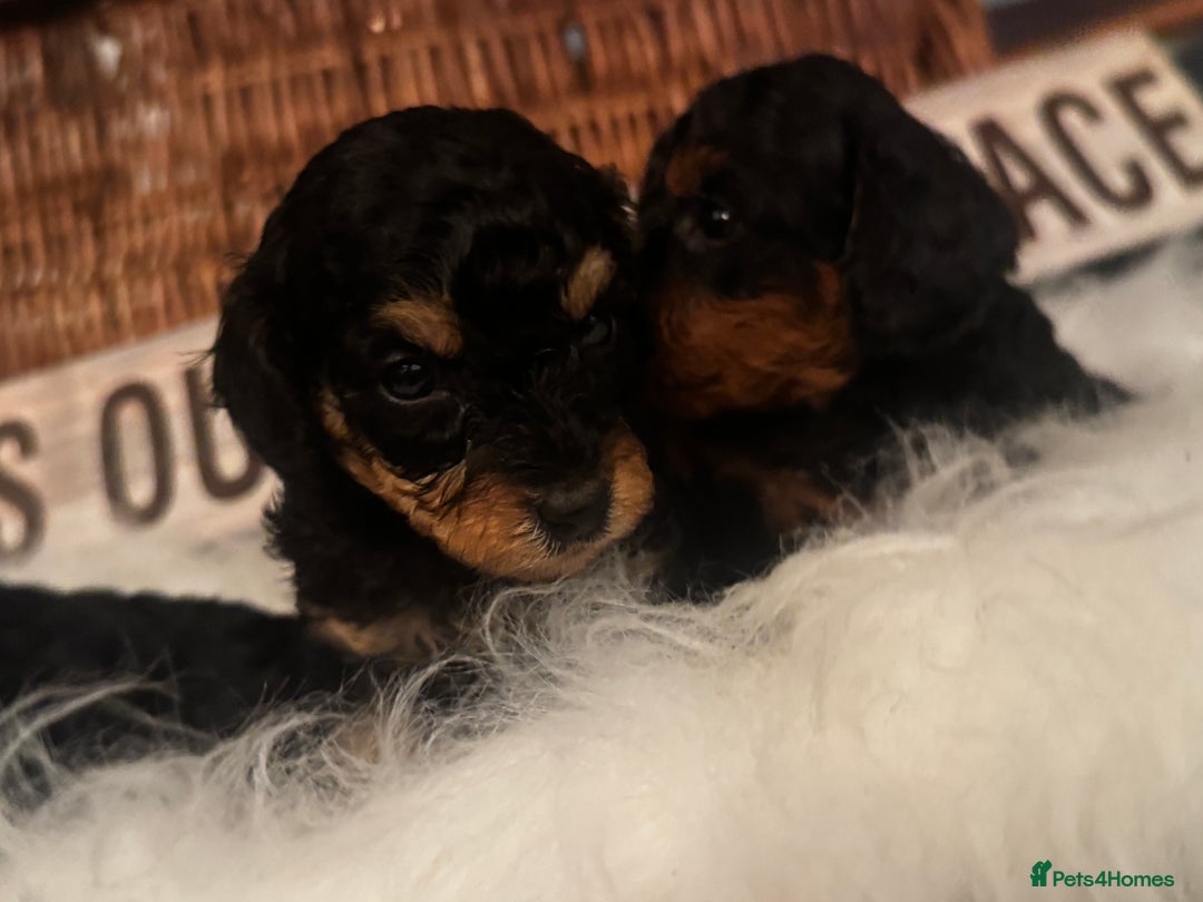 Miniature Poodle dogs for sale: KC Miniature Poodles- Bred for your family…   - Advert 12