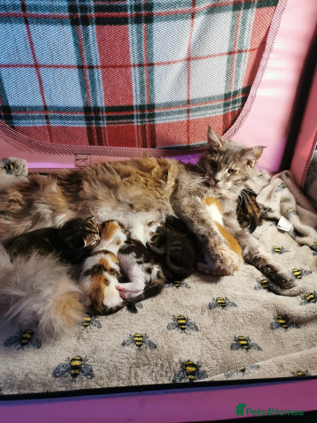 Mixed Breed cats for sale: Maine coon cross kittens for sale - Advert 1