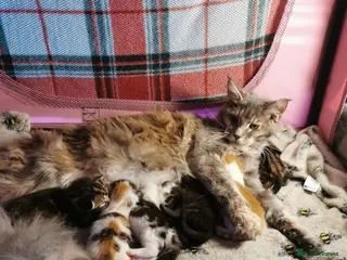 Mixed Breed cats Maine coon cross kittens for sale - Advert 9