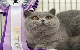 British Shorthair cats for sale: Stunning British Kittens - Image 8