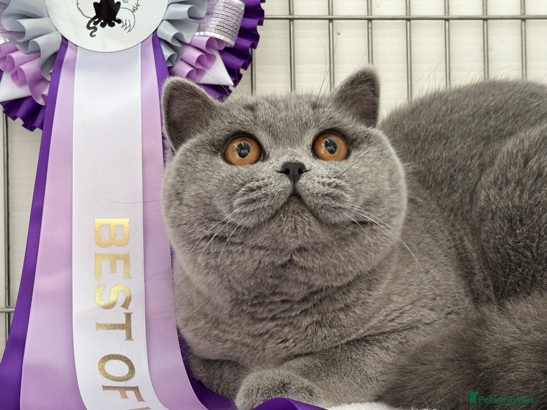 British Shorthair cats for sale: Stunning British Kittens - Image 8