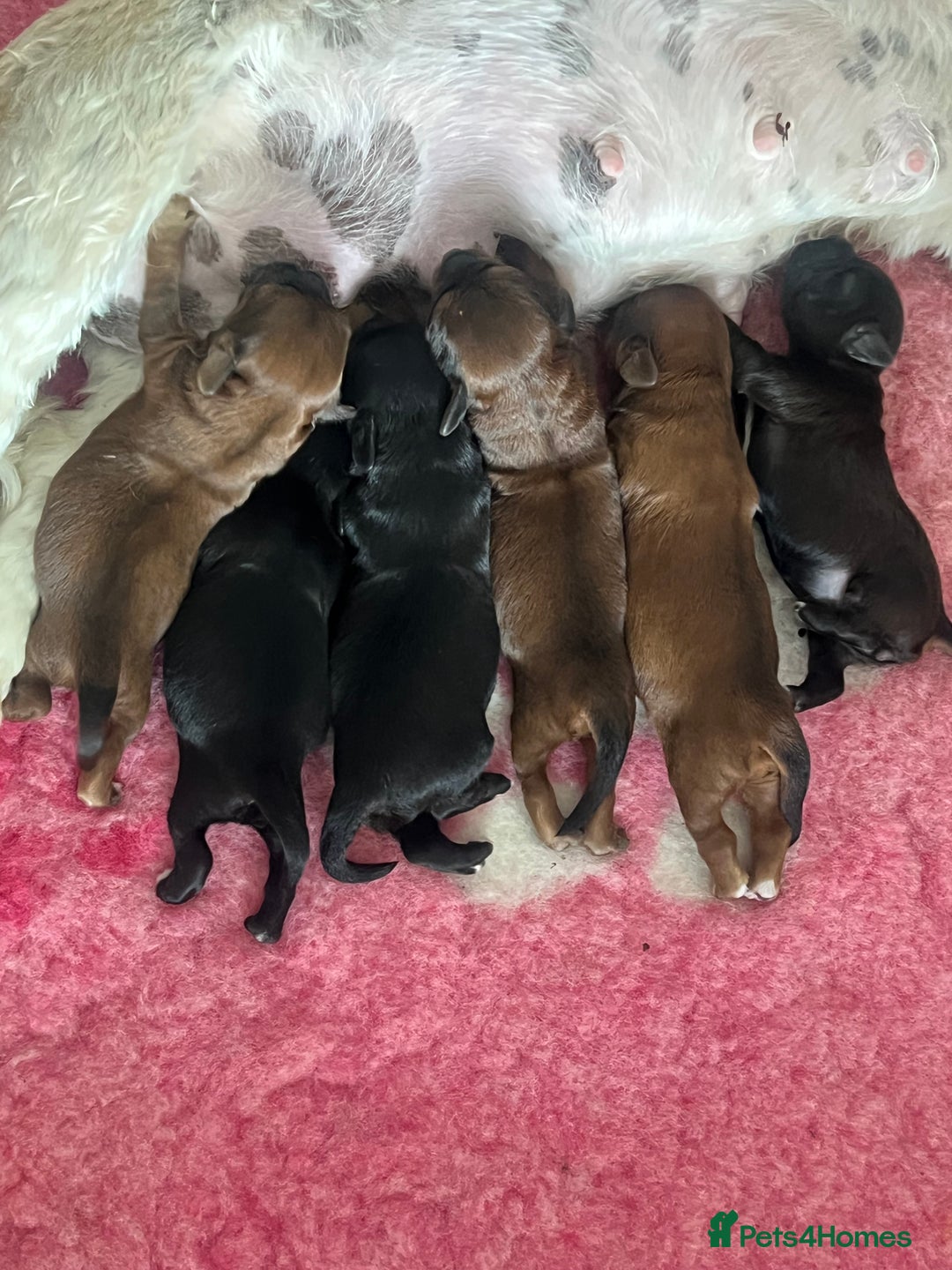 Shihpoo dogs for sale: Shipoo Pups - Image 4