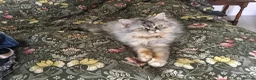 Persian cats for sale: Persian in Windermere - Advert 1