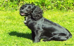 Cocker Spaniel dogs for sale: KC Registered Health Tested Working Type Puppies - Image 2