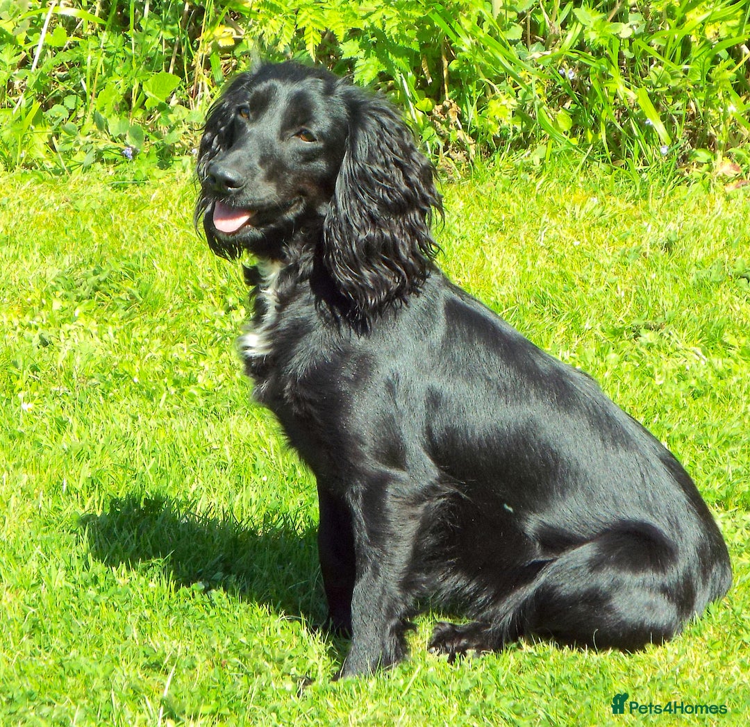 Cocker Spaniel dogs for sale: KC Registered Health Tested Working Type Puppies - Image 2