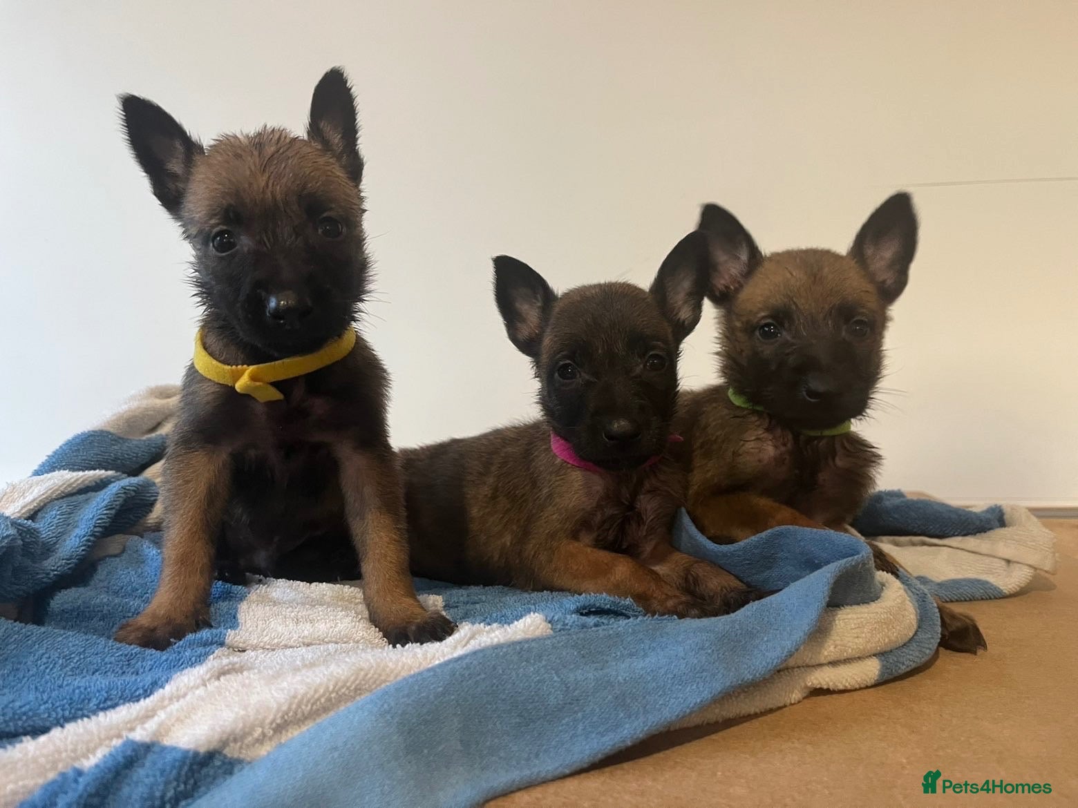 Belgian Shepherd Dog dogs Belgian Malinois Pups Ready 2nd October - Advert 1