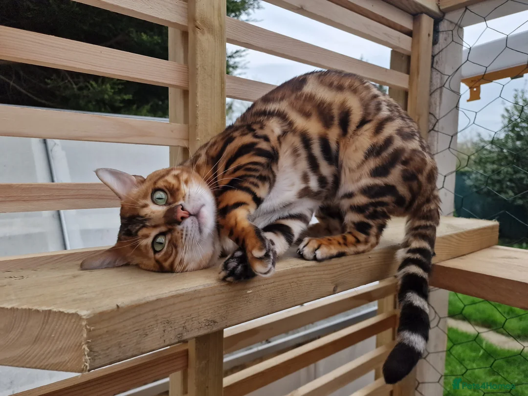 Bengal cats for stud: Bengal cat for stud, Calvin. in Peterborough - Advert 26