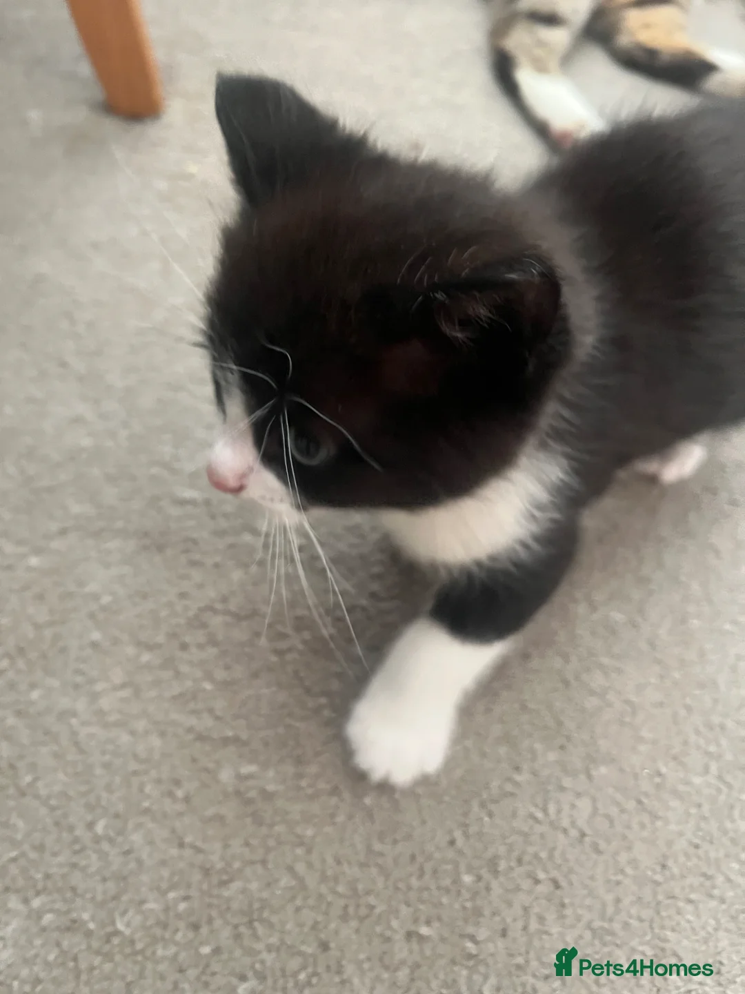 Domestic Shorthair cats for sale: 4 adorable kittens looking for their forever homes - Advert 19