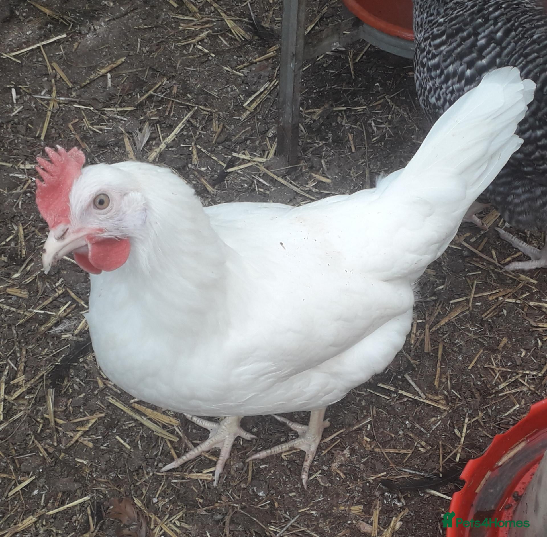 Chickens poultry White leghorn white egg layers  - Advert 1